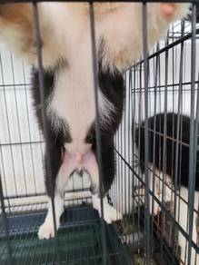 Sheepdog
