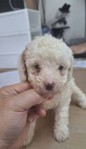 White Poodle Puppy 