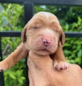 ENGLISH COCKER SPANIEL PUPPIES C151🌻 Male