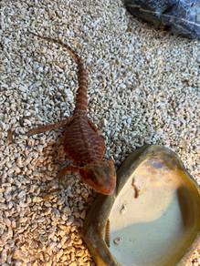 bearded Dragon For Sale