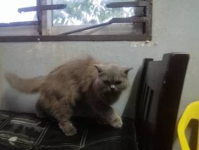 kucing parsi 