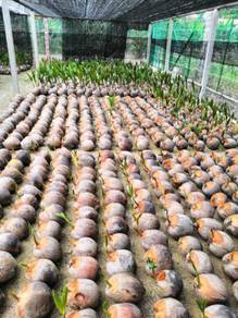 Benih kelapa tacunan/sgg tulen