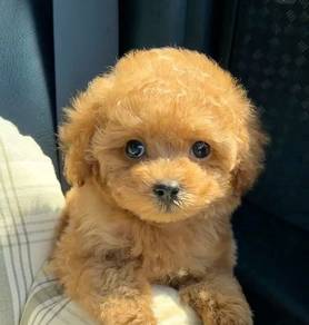 BVV6066 Tiny Poodle pretty puppy dog