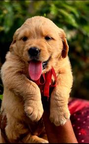 Golden Retriever&&&