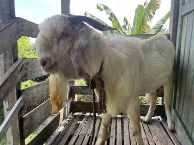 Kambing Jantan baka besar