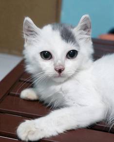 American curl Mix  🏡  WITH FEE