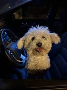 The EZ Digital Dog Trainer