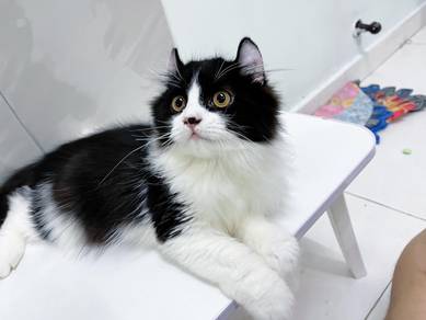 Persian x American Curl