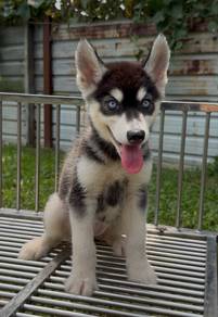 husky
