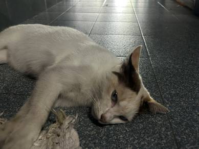 white Cat