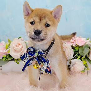 Shiba