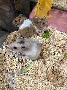 Syrian hamster