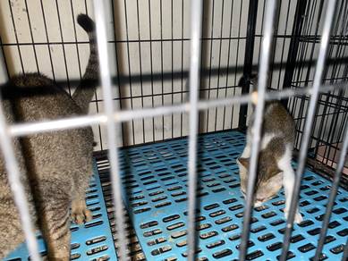8ekor anak kucing