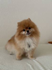 Tail-wagger Pomeranian Tiny Cute Puppy Puppy Dog