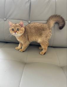 BSH Golden Betina British Shorthair Golden Female