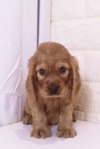 J0513 English Cocker Spaniel Floppy Ear Puppy