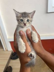 Anak Kucing baka BSH