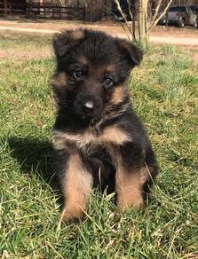 HDD-501 German Shepherd little cute puppy