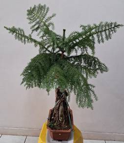 Shaped Norfolk Island Pine – Small Potted Plant for Courtyards, Living