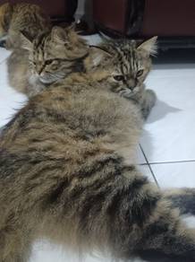 mix persian