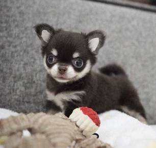 CHIHUAHUA PUPPIES 192 🌷Head Apple Cute Dog