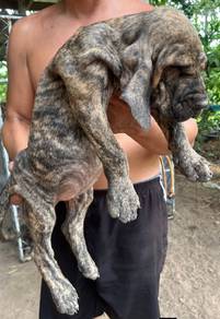 Fila Brasileiro