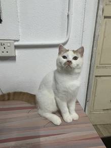 brtish short hair bicolor white & red