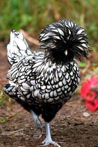 Ayam Silver Laced Poland chick chicken bird 