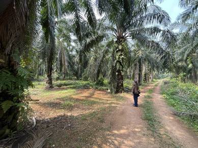 Agricultural Land in Muar, JHR