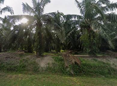Agricultural Land in Manong, PRK