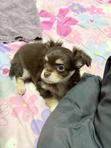 Chihuahua Puppy - CP3