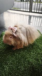 Jualan Cuci Kandang - Guinea Pig