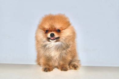 x25 Gentle Pomeranian Puppy