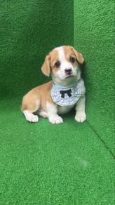 Male Corgi Puppy M-2 Red White