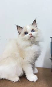 Male Ragdoll