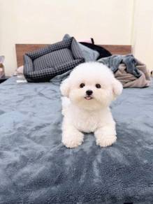 Mini Bichon -Boy 