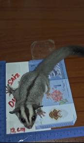sugar glider sepasang