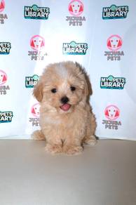 w19 Darling Maltipoo Puppy