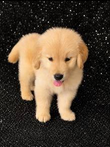 Golden Retriever Puppy Available
