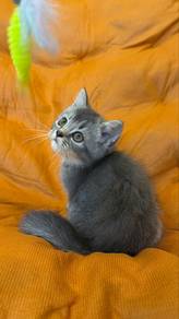kitte to rehome
