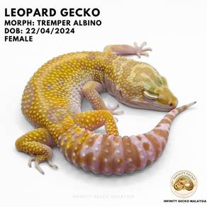 Leopard Gecko Malaysia Tremper Albino Johor Bahru