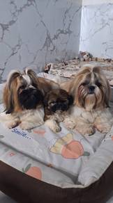 Shih Ztu Puppy (Male)