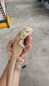 Bearded Dragon 