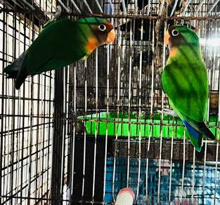 Burung Lovebird Hybrid