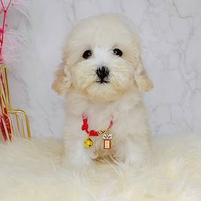 Poodle