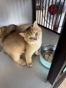 Rehome british short hair