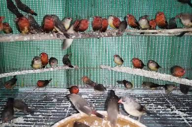 Burung strawberry finch #pipitstrawberry