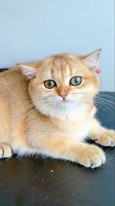 British shorthair golden kitten