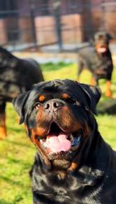 rottweiler 9