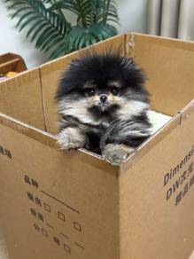 Pomeranian